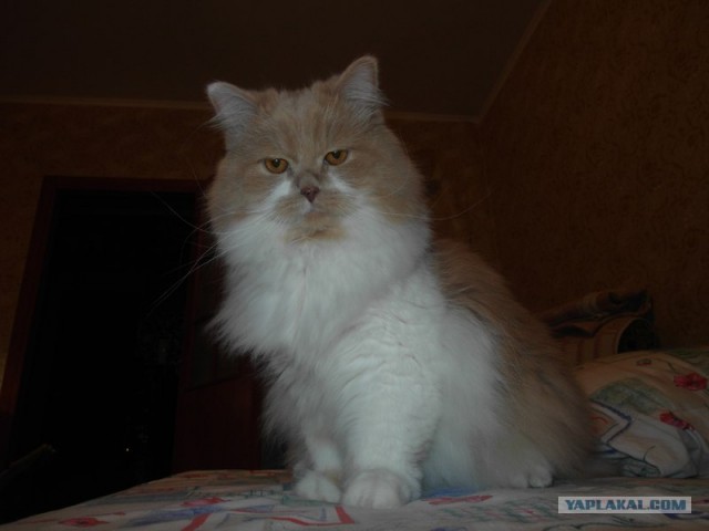 Котовторник. А как же?!