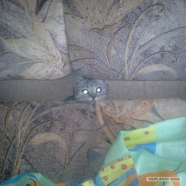 Котейкин вторник! Космический 12.04!