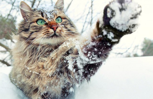 Немного милоты