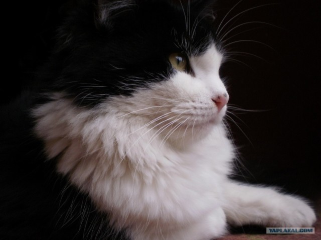 Котовторник на середину июня