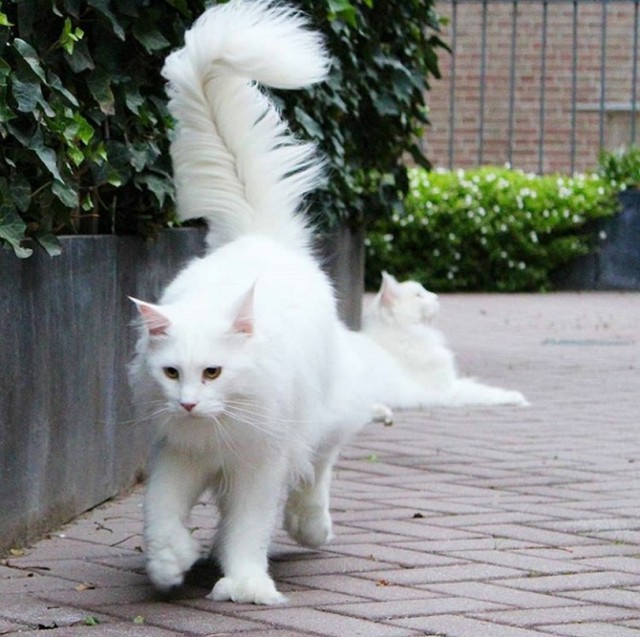 Прикольных котов пост