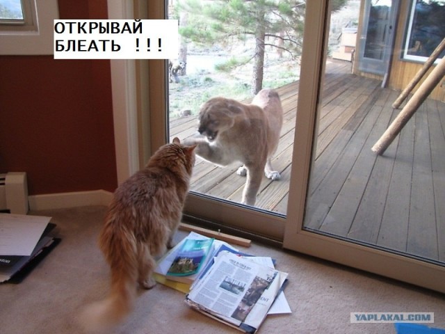 Пума пришла в гости к коту