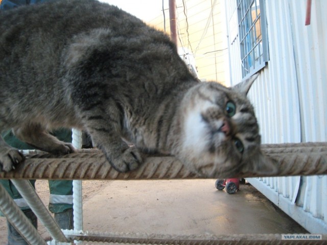 Котовторник 06.12.2011