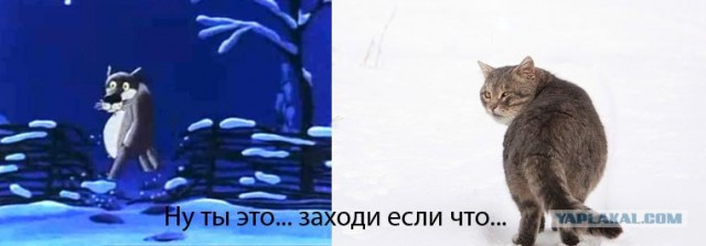 Кот Идет в Бой, и другая живность.