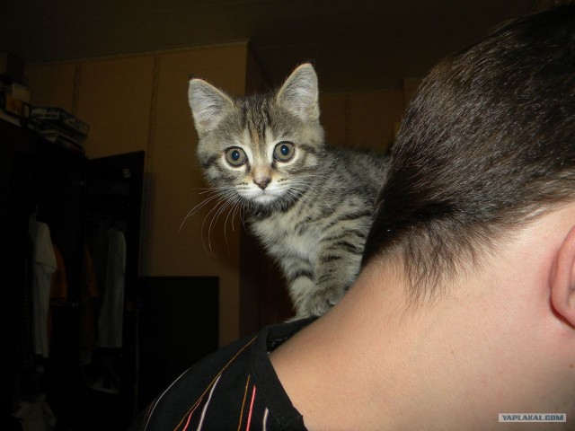 Котовторник (24. 01. 2012 )