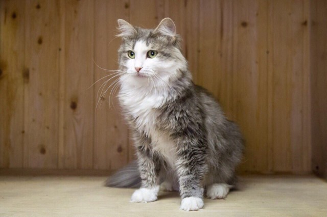 Прикольных котов пост