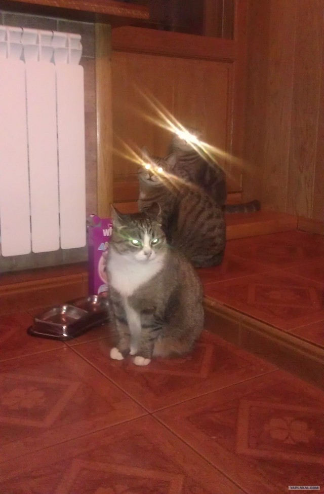 Котовторник  19.06.2012