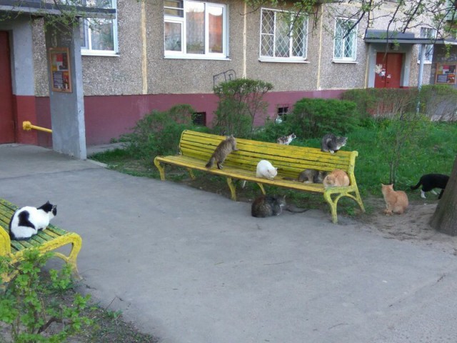 Живность из сети