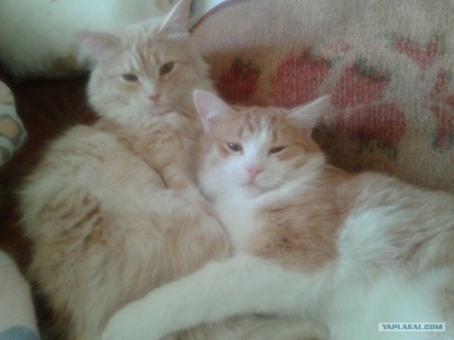 Котовторник  4.09.12