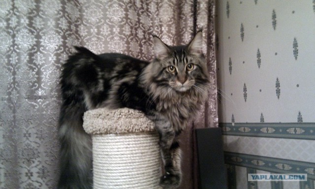 Котовторник 19.02.2013