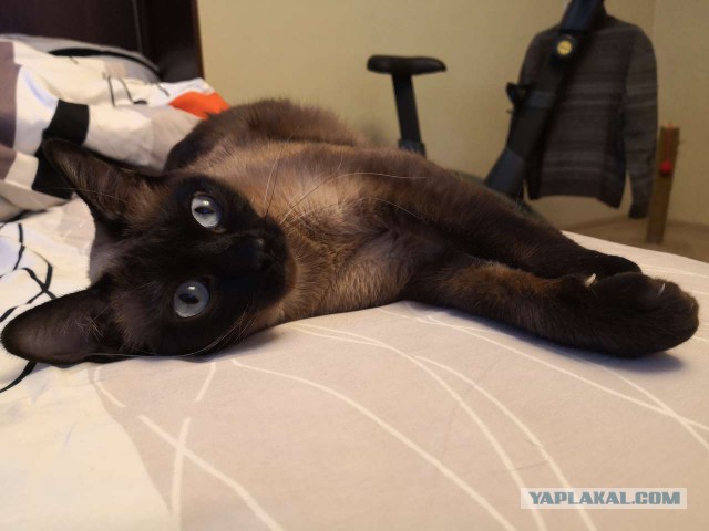 05.03.19 Котовторник же