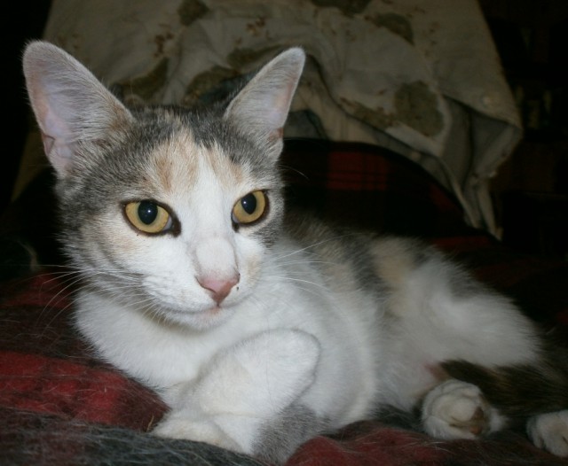 Котовторник однако