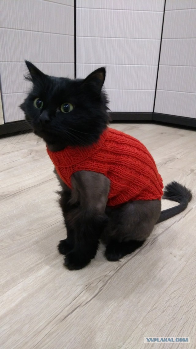 Котовторник *новогодний* 31/12/2019