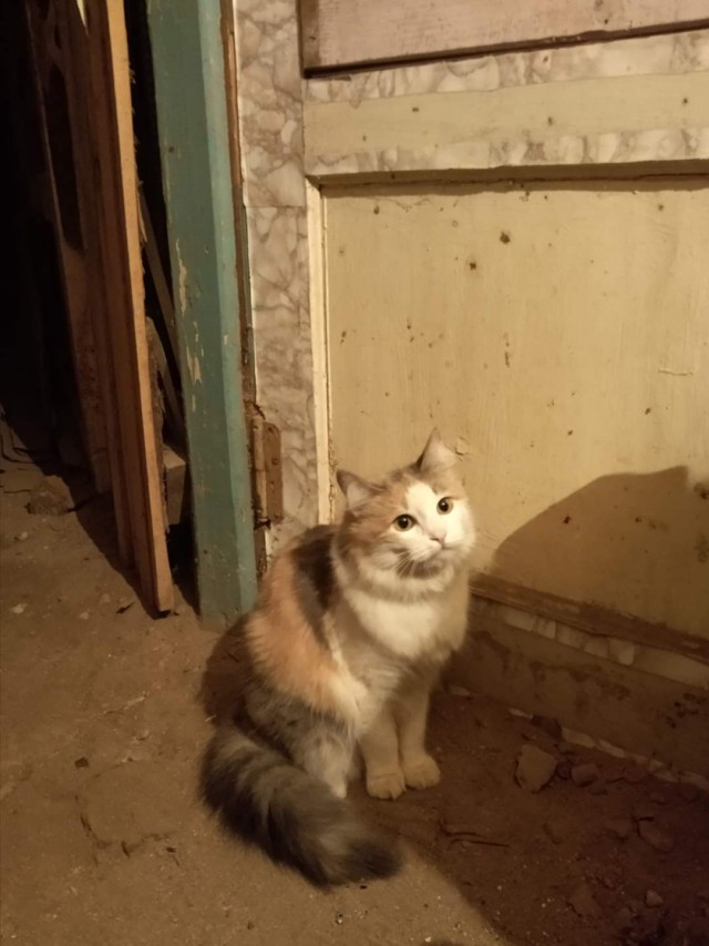 Котики