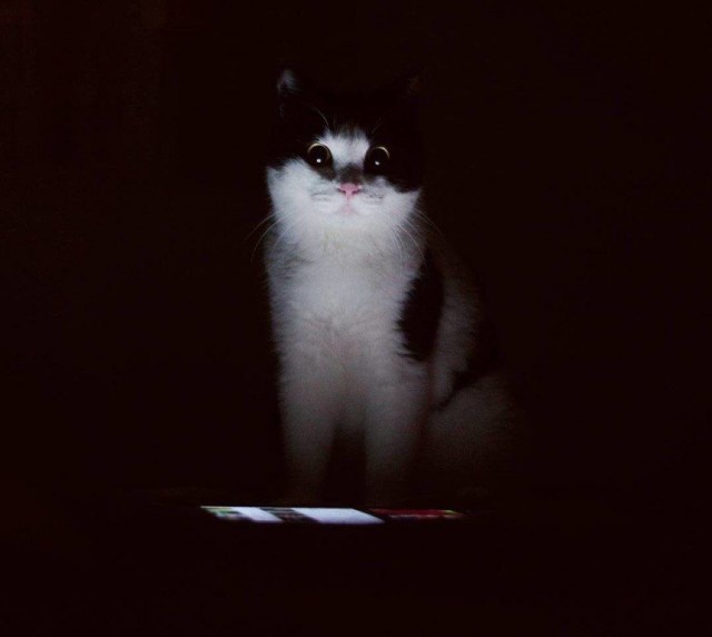 Коты из сети