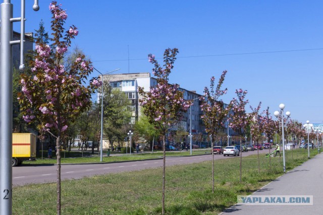 А у нас сакуры цветут. Вот!