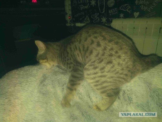 Фотографии, которые доказывают, что кошки самые большие сволочи