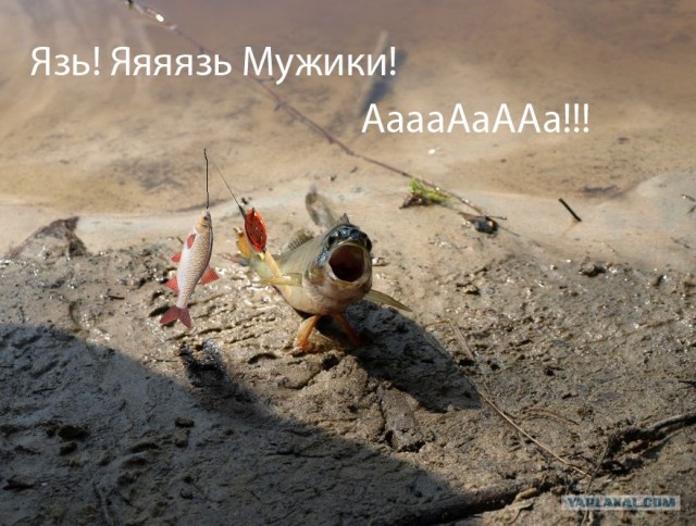 Фотожаба: "Чо?"