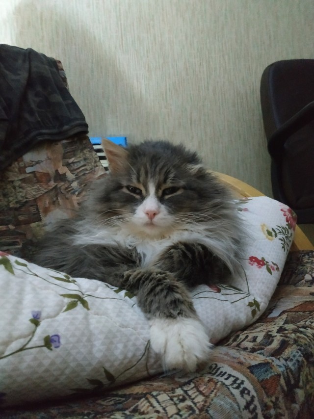 Как спят кошки