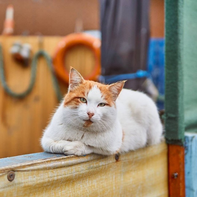 Уличные котаны