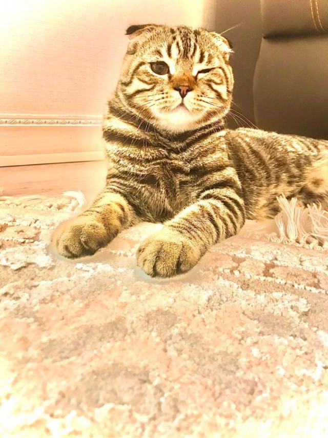 Котовторник!