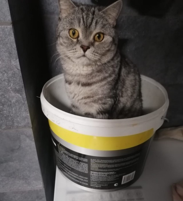 Свой кот самый лучший