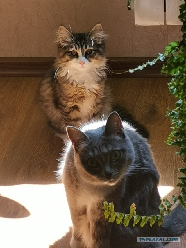 Хоба! Котовторник!
