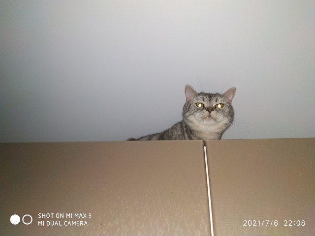 Хоба! Котовторник!
