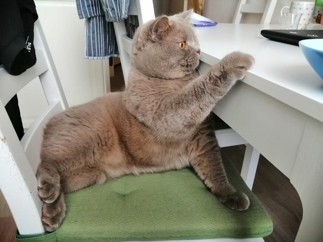 Котовторник 14.09.2021