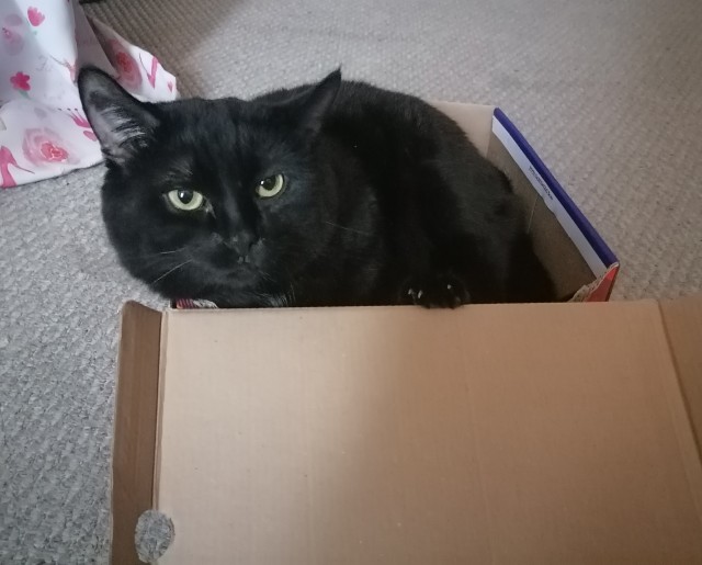 К котовторнику