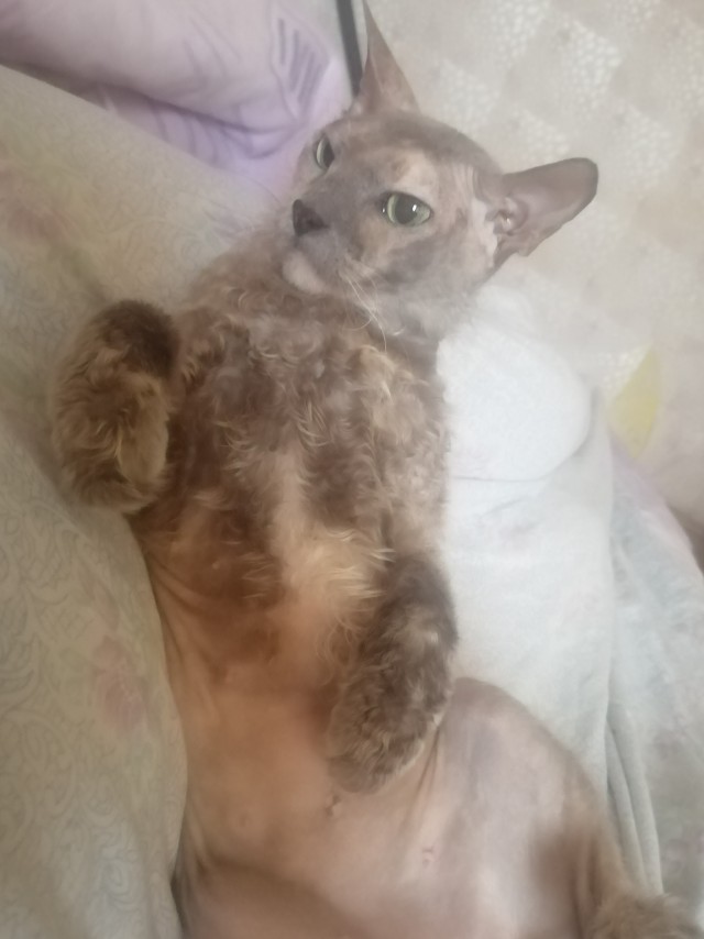 Долой политику, ура котикам!