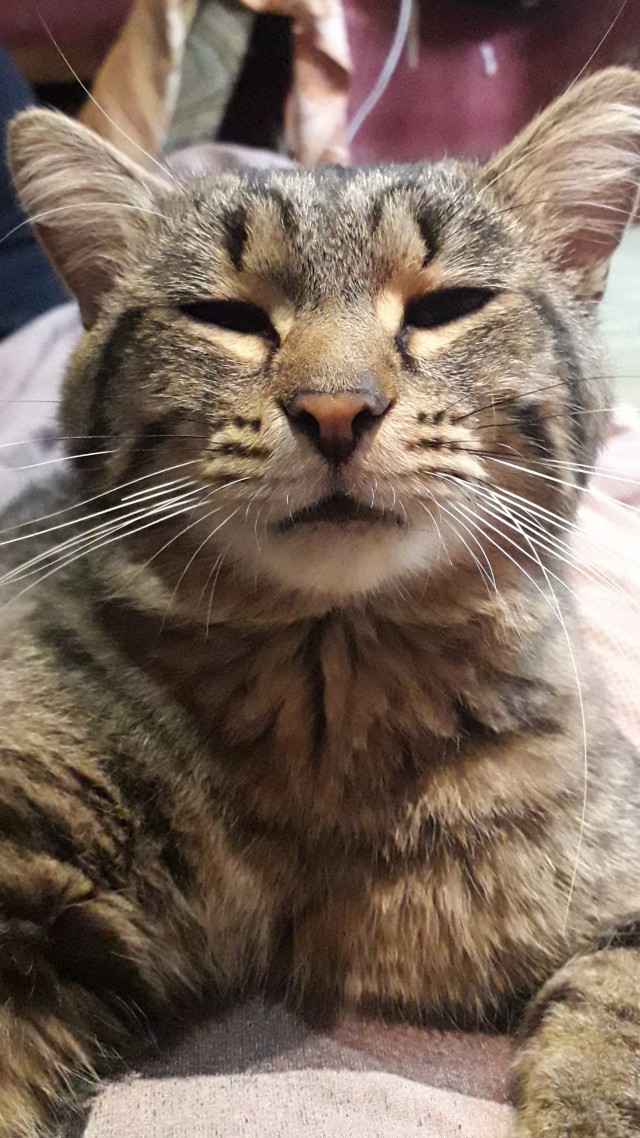 Котовторник вроде.