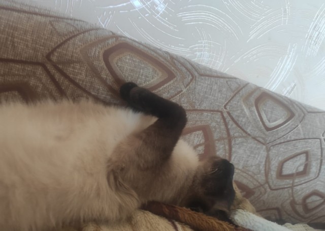 А это мой котан к котовторнику