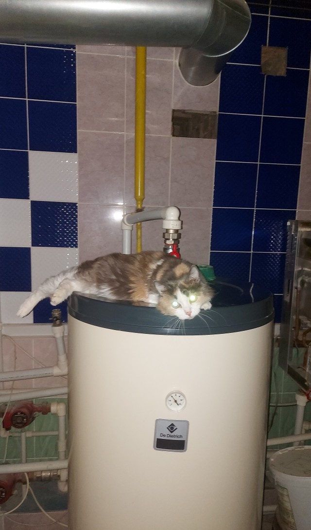 Котовторник 07.06.2022