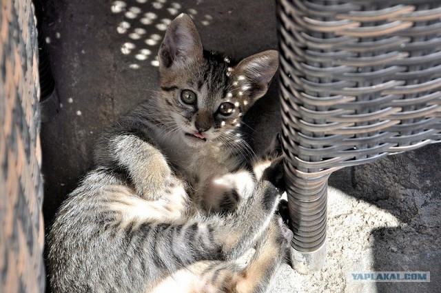 Любовь с первого взгляда