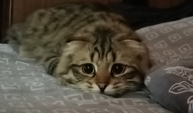 Наша коша