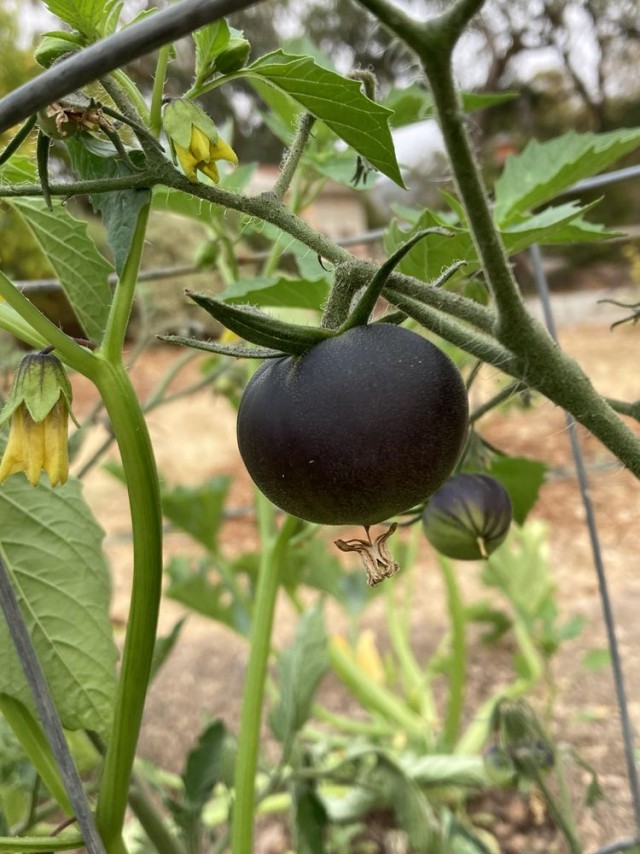 16 неожиданностей, которые преподнёс мир, доказав, что всё удивительное происходит у нас под носом