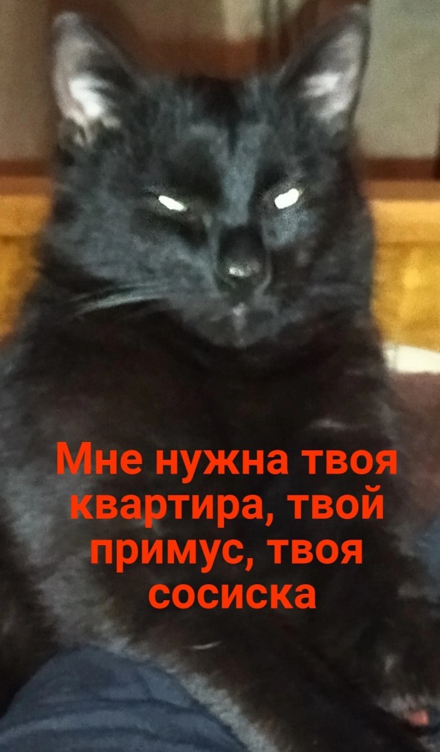 Котовторнику посвящается, подобрашка Маня