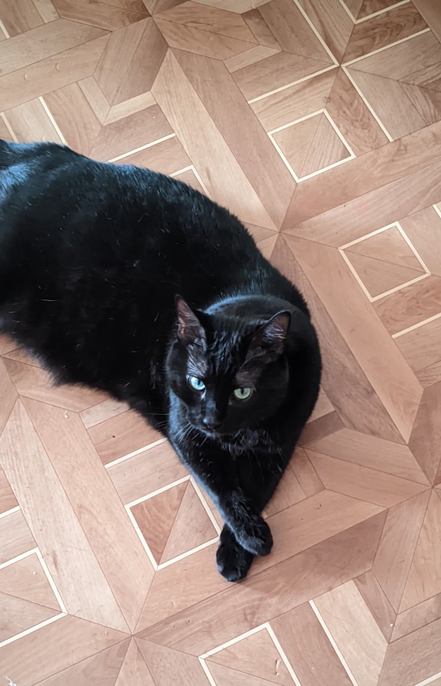 Ненужный кот