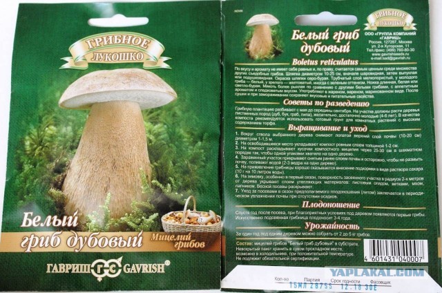 И снова про грибы