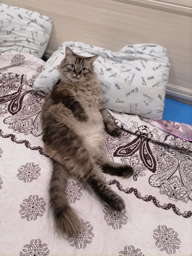 А в следующей жизни я хотел бы быть котом