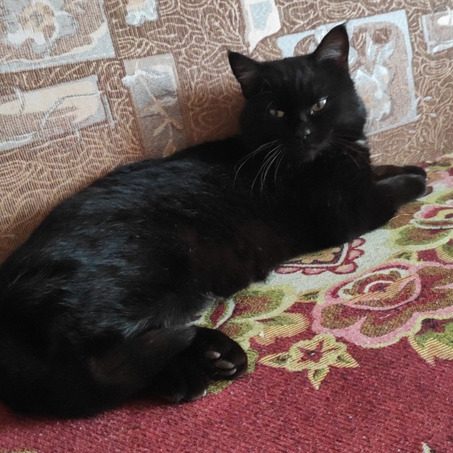 Мой котяра
