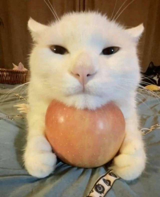 ФотоВинегрет