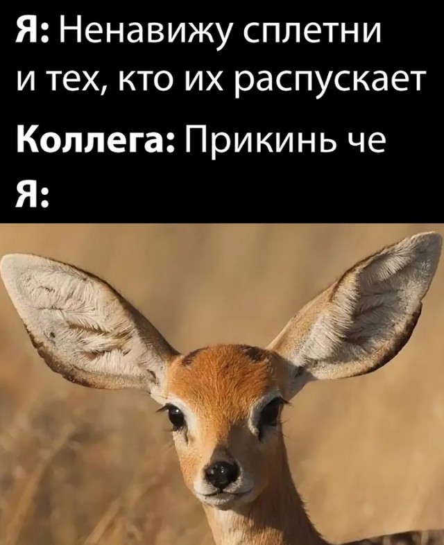 Весёлый полтишок 10.07.24