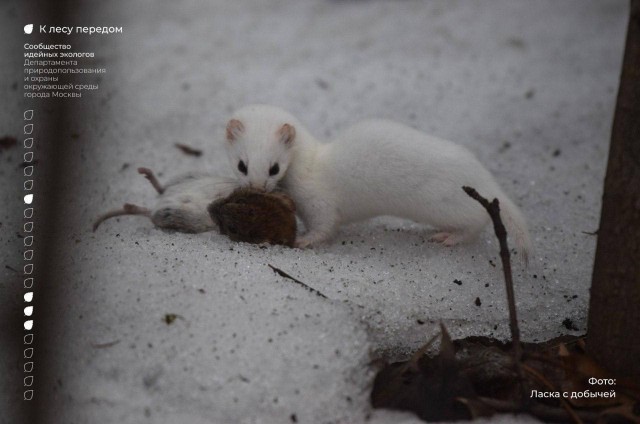 В парке «Царицыно» заметили краснокнижную ласку с добычей