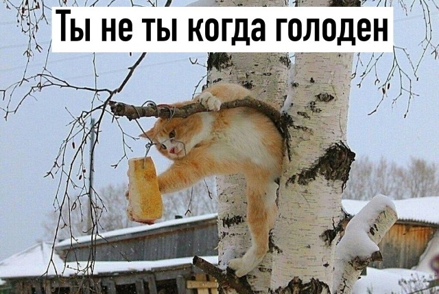 Так себе картинки 09.02.25