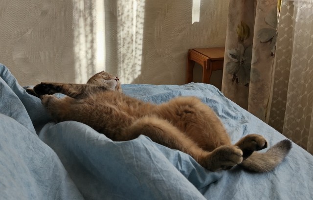 А где котики, сегодня же вторник!