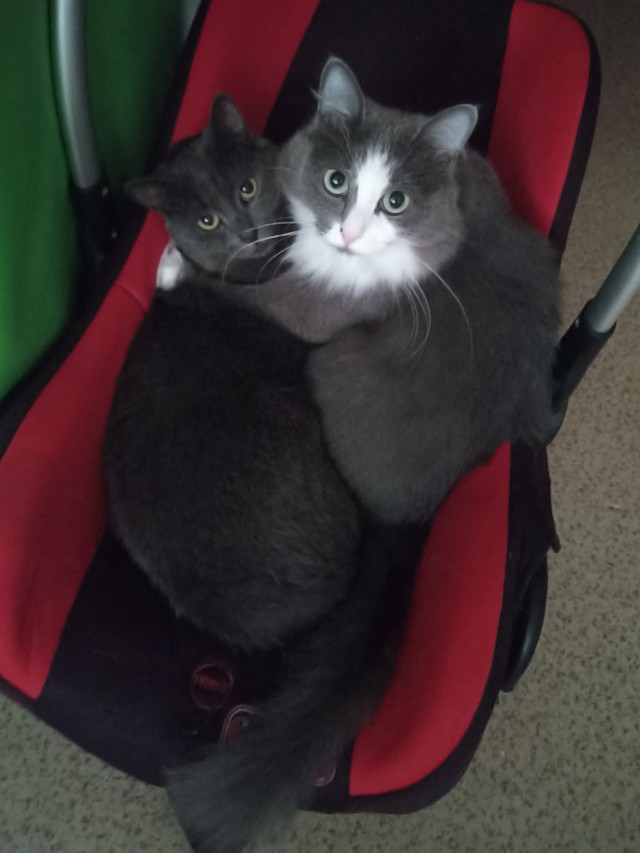 Нефотогеничный кот