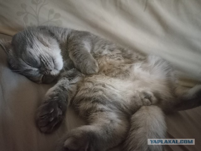 А как спят ваши питомцы?