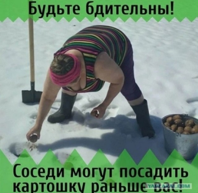 А мы картофель сажать начали